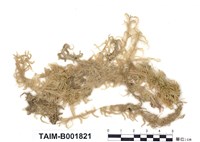 藏品(泥炭苔屬)的圖片